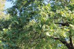 IMG_6700.JPG