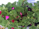 geranium.JPG