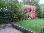 2 lauriers à gauche : 1 avec des pousses vertes, l'autre avec une branche à 20cm du sol qui a quelques feuilles vertes.
