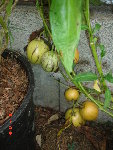 pepino 04.09.08 035.jpg