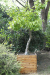parrotia persica-0.JPG
