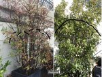 photinia2.JPG