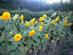 DSCN6375.JPG