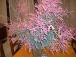 DSCN6370.JPG
