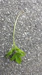 herbe seule.jpg