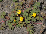 Bonjour à tous<br />depuis quelque temps je suis envahi par de l'oxalis corniculé voir photo comment le faire disparaître ?<br />Merci d'avance pour vos conseils