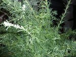 plante inconnue très odorante.jpg