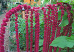 DSCN7949-copie forum.jpg