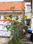mon soleil continue à se developper.