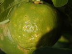 DSC05547c.JPG