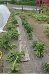 Planche des aubergines et poivrons.jpg