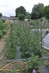 T3 Une des planches tomates 60 Pieds.jpg