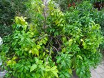 DSC05569c.JPG