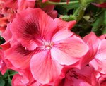Fleur rose.jpg