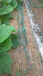 Les poireaux plantés peu de temps après les courgettes,se développent également bien,il sont un peu étouffés par les courgettes,mais ce n'est pas gênant car avant l'hiver ces poireaux seront arrachés pour être replantés dans le tunnel ce qui permettra de les arracher même par grand froid.