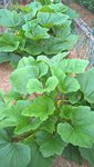 Voici les plants de courgettes.
