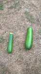 Les petites courgettes récoltées de ces plants aujourd'hui.