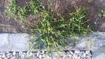 Herbe 1