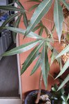 DSC09909.jpg