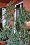 DSC09910.jpg
