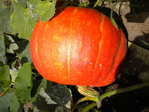Potimarron hybride