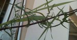 IMG_20150905_145549.jpg