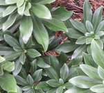 PLANTE inconnue _2.jpg