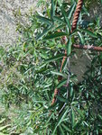 DSCN1612.resized.JPG
