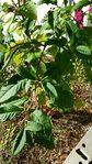 20150826_181548_resized2.jpg