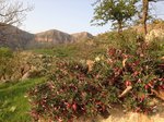 IMG_3454.JPG