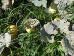 DSCN1630.resized.JPG