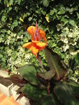 PLANTE INCONNUE.jpg