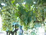 DSCN6365.JPG