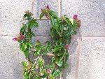 Bougainvillea glabra - branch.jpg
