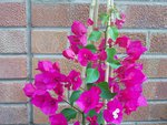 Bougainvillea spectabilis - branch.jpg