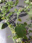 plante sauvage 1.jpg