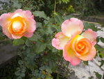 DSCN6411.JPG