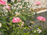 DSCN6424.JPG