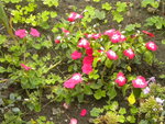 DSCN6420.JPG