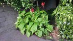 cette plante
