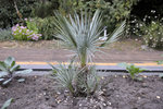 Chamaerops humilis cerifera-2-3.JPG