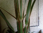 dracaena_1.jpg