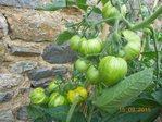 Tomate Green Zebra 3.JPG