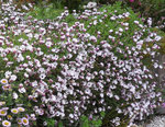 plante à identifier<br />dans le coin à gauche c'est de l'erigeron glaucus