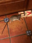 Souris ou rat.JPG