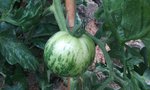 Tomate Green Zebra 1.jpg