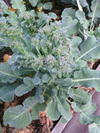 brocoli1.jpg