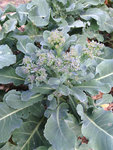 Brocoli2.jpg