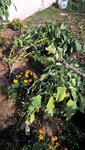 Les pieds d'aubergines cassés