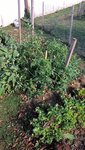 Les deux grands pieds de tomates qui faisaient de l'ombre aux salades,sont également brisés et au sol.